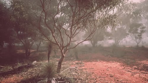 Dirt Road in Forest Australian Bush Path