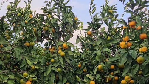 Vibrant Tangerine Tree Orchard Bursting with Citrus Fruits
