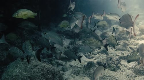 A large group of silver fish next to big rocks swimming underwater