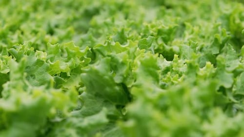 Close Up of Bright Green Lettuce Growing