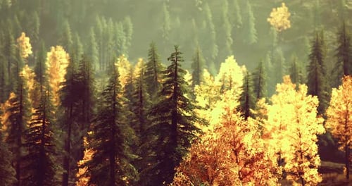 Vibrant Autumn Foliage Surrounded By Towering Evergreens in a Serene Forest