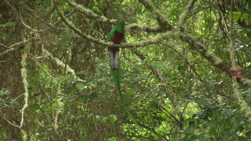 A beautiful brightly colored Resplendent Quetzal bird perched on a tree branch in the lush, green fo