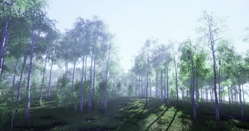 Sunlight Filters Through a Serene Forest of Vibrant Green Trees in Morning Glow