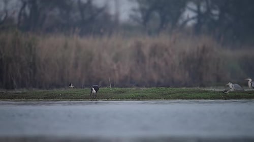 Woolly-necked stork fishing in wetland in morning of winter