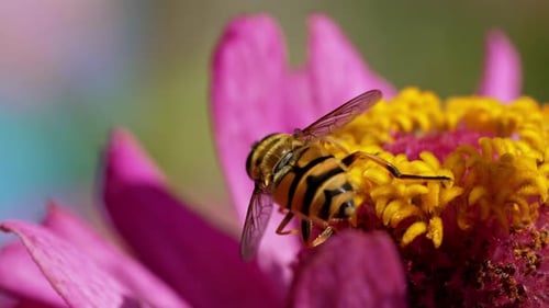 Bee Pollinates Vibrant Flower in a Colorful Garden During Daytime