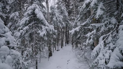 Snowy Pine Trees In Quiet Forest - Winter Landscape - wide shot