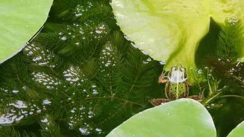 Grüner Frosch im Teich zwischen Wasserpflanzen, Panoramaaufnahme