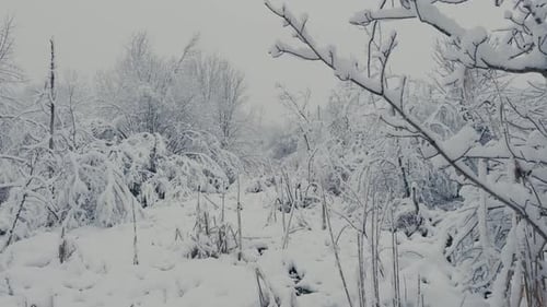 Frigid Weather With Nature Covered With Thick Snow. Close-up Shot