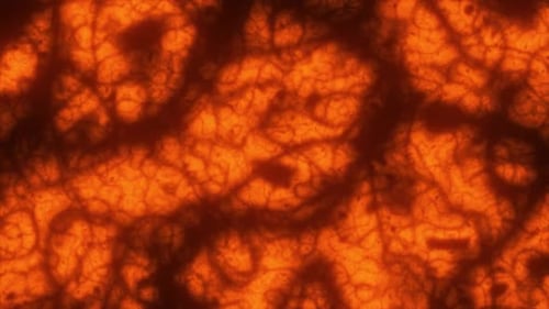 Abstract Red Organic Flowing Cellular Background Animation