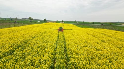 Aerial view of tractor spraying yellow flowering rapeseed field