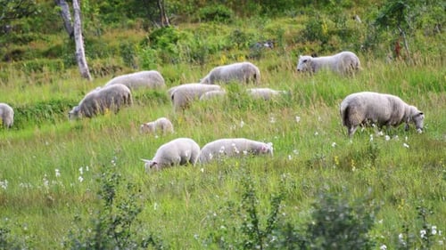 Norwegian sheeps resting and eating at grassy field during sunny day in Norway.