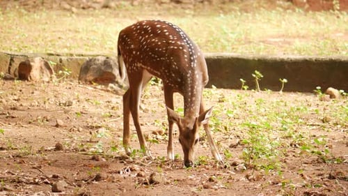 Front view deer, eating plants