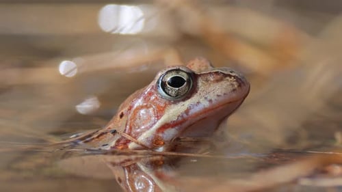 Brown frog (Rana temporaria) close-up in a pond.