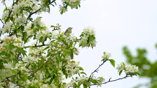 Small Bird Perches Among Spring Tree Blossoms