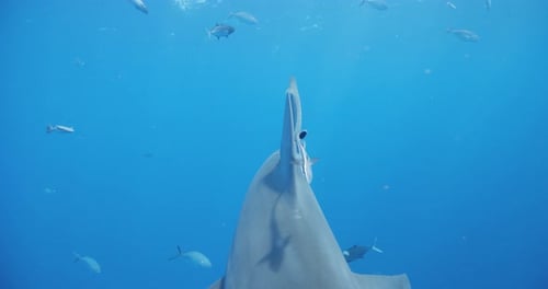 Shark Swimming Underwater with Fish in Blue Ocean