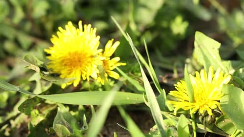 Wunderschöner Löwenzahn, der an sonnigen Tagen im Freien wächst, Nahaufnahme. Kamera bewegt sich nach links und oben