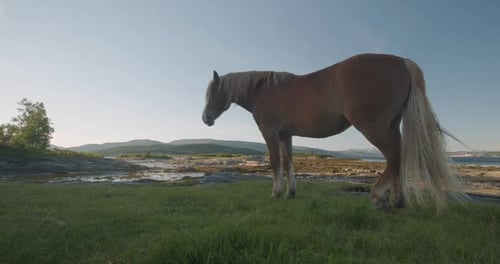 Chevaux paissant dans les fjords au coucher du soleil en Norvège