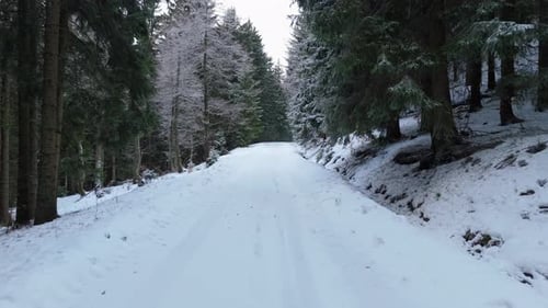 Low Aerial Drone Flight Over Snow Covered Road in Winter Pine Forest