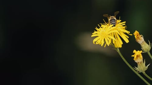 Close up shot of a honey bee pollinating a yellow flower infront of a dark background. To raise awar
