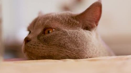 Close-up side shot of the head of a British shorthair cat resting on a table. The cat's eyes are loo