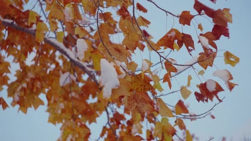 Snow On Maple Tree Leaves In Autumn Hues. - closeup shot