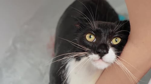 Unhappy Scared Cat Washed in Bathroom By Woman Hands with Kitty Close Up