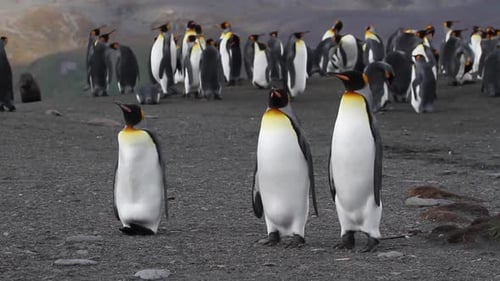 Group of Penguins Standing on Rocky Landscape