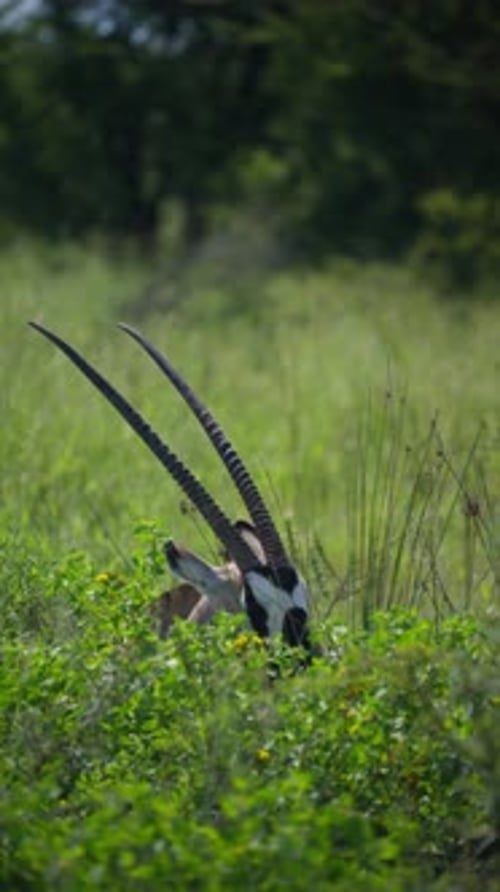 Gracieux livre de pierres précieuses avec de longues cornes paissant dans l'herbe verte luxuriante de la savane du parc national et de l'est
