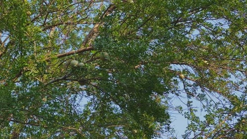 Wood Tree Canopy with Fruits | Kaitha Tree