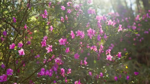 Blooming Pink Flowers on Tree Branch