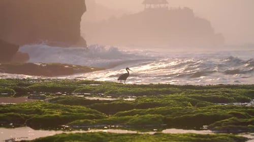 Black Silhouette of a bird on the beach in sunrise time. seagull hunting for fish
