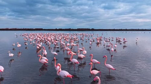 Flock of greater pink flamingos wading in shallow coastal lagoon.