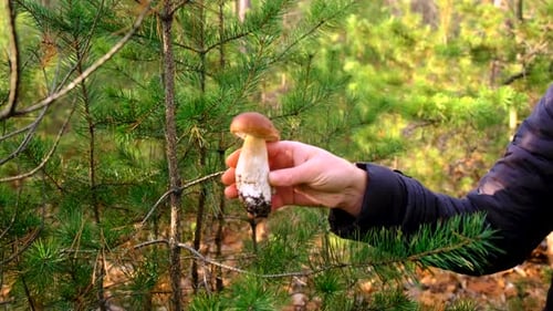 Mushroom Picking in the Forest Selective Focus