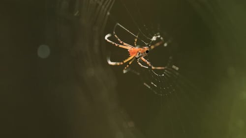 Makroaufnahme einer Spinne und ihres Netzes isoliert auf verschwommenem Hintergrund. Statische Nahaufnahme.