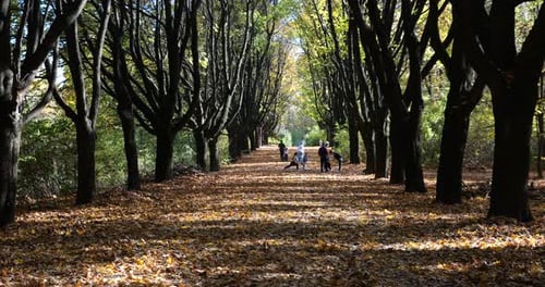 Alley in the autumn park. Dry fallen leaves and trees.