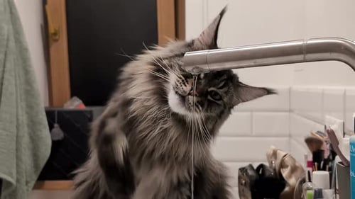 Fluffy Cat Drinking Water from Faucet