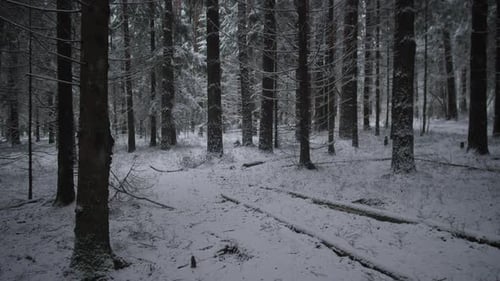 Ruhiger Wald mit umgestürztem Holz Ruhiger Winterwald, sanft beleuchtet mit heruntergefallenen Baumstämmen und Schatten