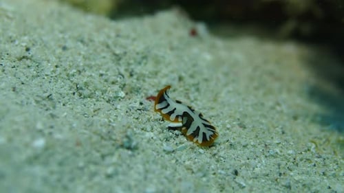 Beautiful black,white and yellow flatworm on the sand.