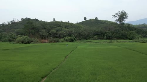 Lone Farmer Walking Through a Green Rice Field