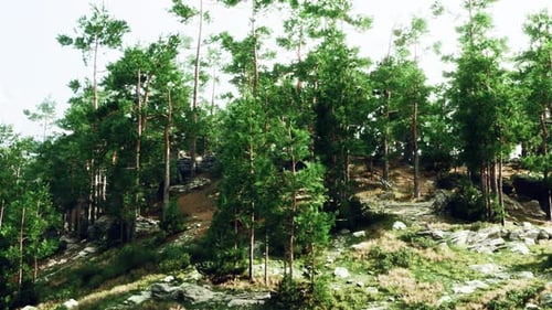 A Dense and Vibrant Forest with an Abundance of Trees