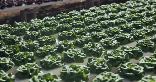 Hydroponic farm, crops or greenhouse closeup in plant production, modern agriculture innovation