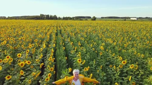 Vista aérea de una bonita mujer madura bailando y corriendo por el campo con girasoles en flor para adultos