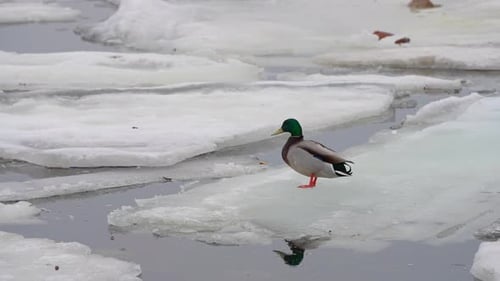 Mallard Duck Standing on Winter Ice Flow
