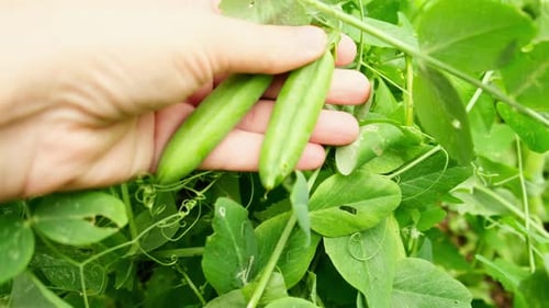 Hand Holding Green Pea Pods in Garden