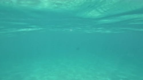 Die Unterwasserwelt des grünen Meeres