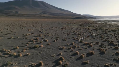 Alpacas Walking in Altiplano Land, Bolivian Salt Lake, Wild Animals in Natural Habitat, Laguna Color