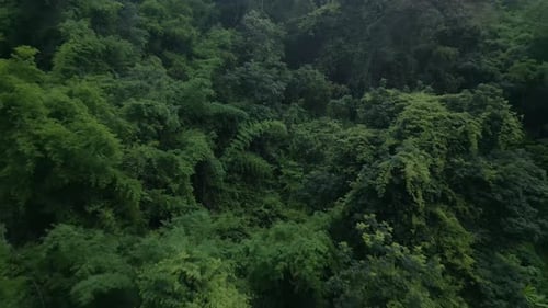Lush Green Tropical Forest Aerial View