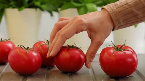 Close-up of Fresh Red Tomatoes Being Picked Up