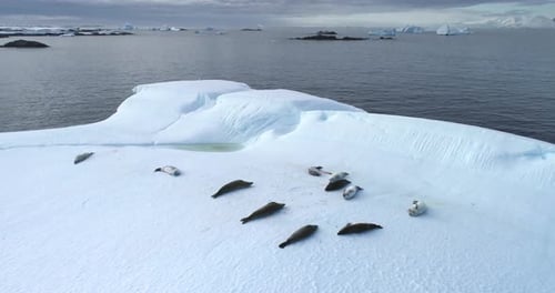 Seals Resting on Ice Floe in Antarctica Aerial