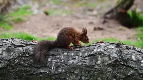 Tiny cute Red Squirrel eating nuts on a fallen tree in the forest. Slow Motion Static shot